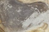 Polished Petrified Wood Round - Sweethome, Oregon #128600-1